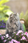 German Longhair