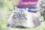 German Longhair