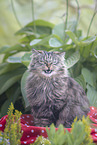 German Longhair