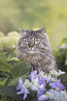 German Longhair