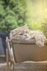 German Longhair