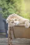German Longhair