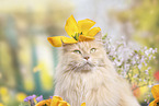 German Longhair