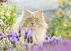 German Longhair