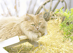 German Longhair
