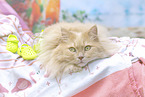 German Longhair
