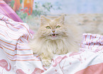 German Longhair