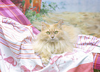 German Longhair