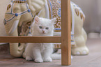 German Longhair