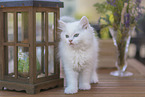 German Longhair