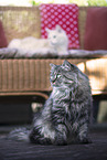 German Longhair