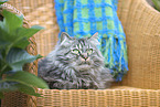 German Longhair