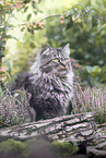 German Longhair