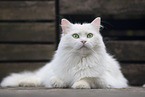 German Longhair