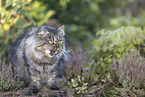 German Longhair