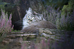 German Longhair