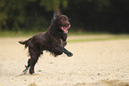 German longhaired Pointer