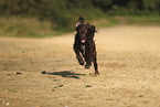German longhaired Pointer