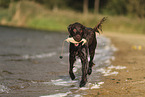 German longhaired Pointer