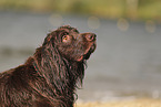 German longhaired Pointer