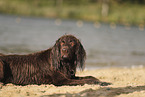 German longhaired Pointer