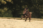 German longhaired Pointer