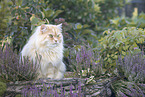 German Longhair Cat