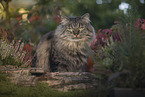 German Longhair Cat