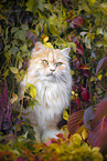 German Longhair Cat
