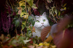 German Longhair Cat