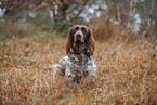German longhair pointer