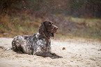 German longhair pointer