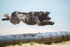 German longhair pointer