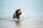 German longhair pointer