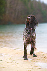 German longhair pointer