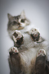 German Shorthair Cat