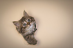 German Shorthair Cat