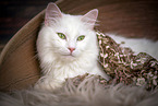 German longhair