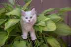 German longhair kitten
