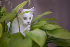 German longhair kitten