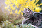 German longhair cat