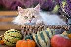 German longhair kitten