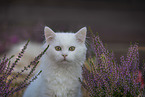 German longhair kitten