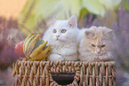 German longhair kitten