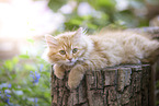 German longhair kitten