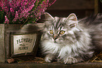 German longhair kitten