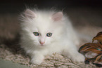 German longhair kitten