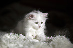 German longhair kitten