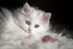German longhair kitten