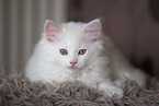 German longhair kitten